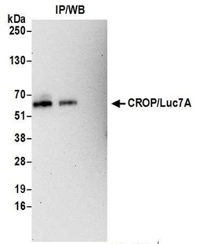 CROP/Luc7A Antibody