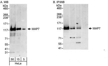 Rabbit anti-MAP7 Antibody