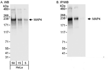 Rabbit anti-MAP4 Antibody