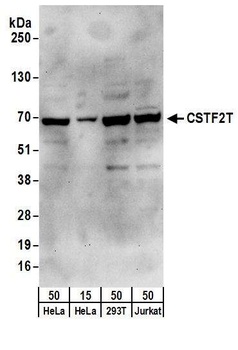 Rabbit anti-CSTF2T/TauCSTF64 Antibody