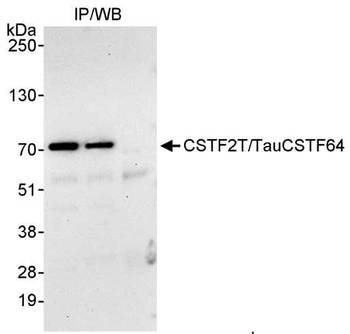 Rabbit anti-CSTF2T/TauCSTF64 Antibody