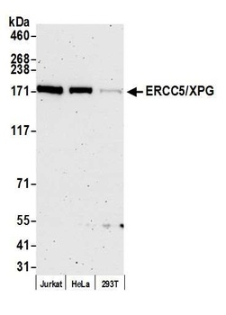 ERCC5/XPG Antibody