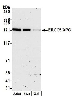 Rabbit anti-ERCC5/XPG Antibody