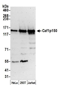 Caf1p150 Antibody