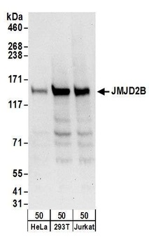 JMJD2B Antibody