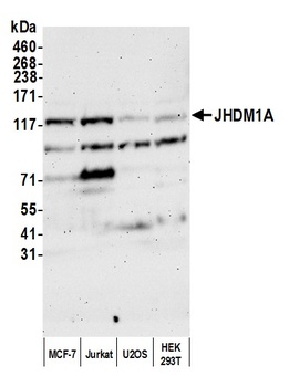 JHDM1A Antibody