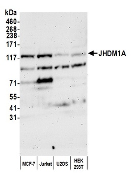 Rabbit anti-JHDM1A Antibody