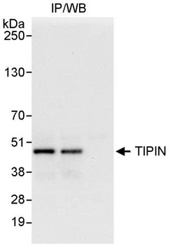 Rabbit anti-TIPIN Antibody