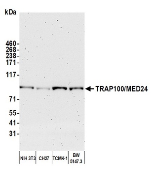 TRAP100/MED24 Antibody