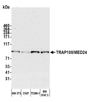 Rabbit anti-TRAP100/MED24 Antibody