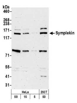 Symplekin Antibody