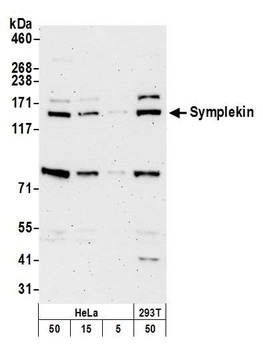 Rabbit anti-Symplekin Antibody