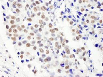 Rabbit anti-FIP1 Antibody