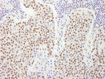 Rabbit anti-FIP1 Antibody