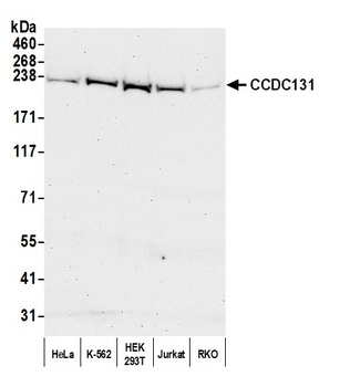 CCDC131 Antibody