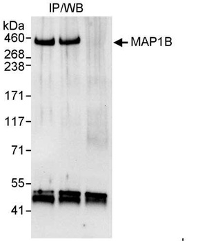 Rabbit anti-MAP1B Antibody