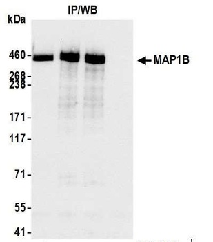 Rabbit anti-MAP1B Antibody