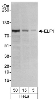 Rabbit anti-ELF1 Antibody