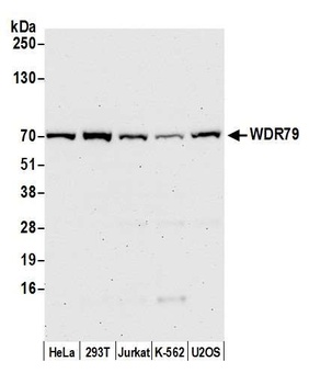 WDR79 Antibody
