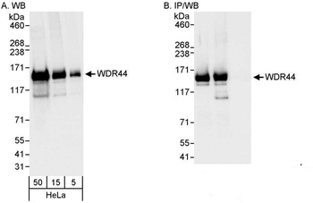 Rabbit anti-WDR44 Antibody