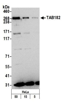 TAB182 Antibody