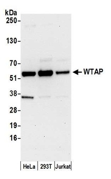 Rabbit anti-WTAP Antibody