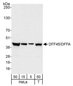 Rabbit anti-DFF45/DFFA Antibody