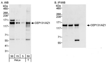 CEP131/AZ1 Antibody