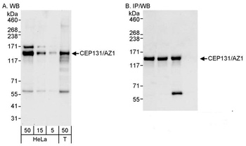 Rabbit anti-CEP131/AZ1 Antibody