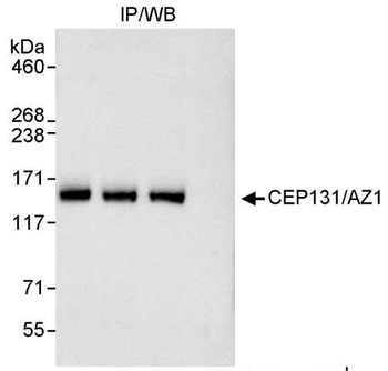 Rabbit anti-CEP131/AZ1 Antibody