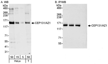 Rabbit anti-CEP131/AZ1 Antibody
