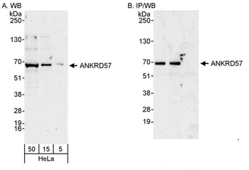 ANKRD57 Antibody