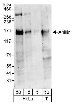 Anillin Antibody