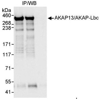 Rabbit anti-AKAP13/AKAP-Lbc Antibody