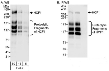 HCF1 Antibody
