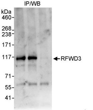 Rabbit anti-RFWD3 Antibody