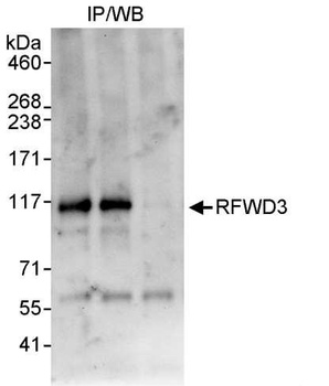 RFWD3 Antibody