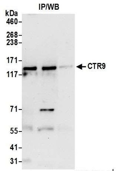 Rabbit anti-CTR9 Antibody