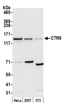 CTR9 Antibody