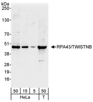 RPA43/TWISTNB Antibody