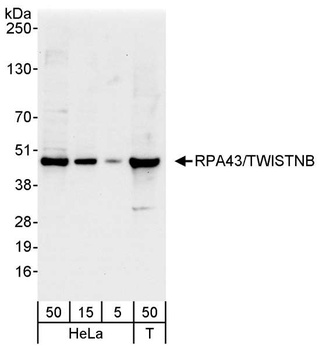 Rabbit anti-RPA43/TWISTNB Antibody