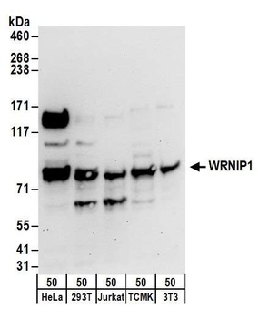 WRNIP1 Antibody