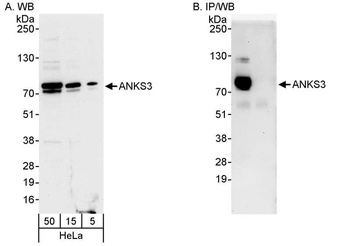 Rabbit anti-ANKS3 Antibody
