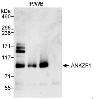 Rabbit anti-ANKZF1 Antibody