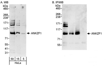Rabbit anti-ANKZF1 Antibody