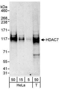 HDAC7 Antibody