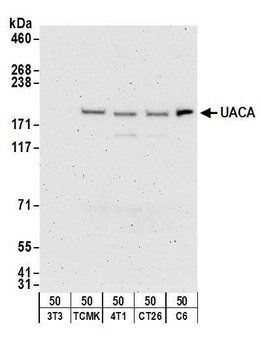 UACA Antibody