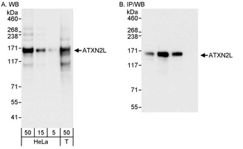 ATXN2L Antibody