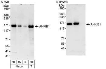 Rabbit anti-ANKIB1 Antibody