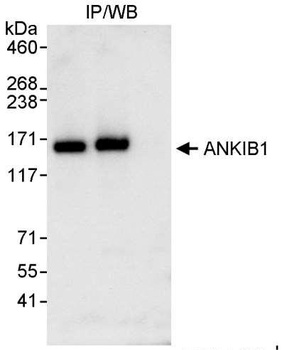 Rabbit anti-ANKIB1 Antibody